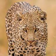 cheeta be